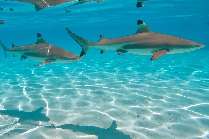 PRIVATE Sunset Tour: Moorea Snorkeling on a Catamaran named Taboo - An In-Depth Look at the Moorea Sunset Catamaran Experience