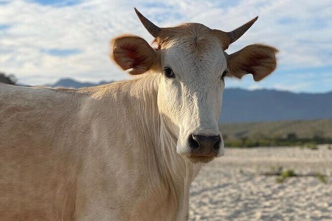 Private Surf Expedition in Baja, East Cape - FAQs