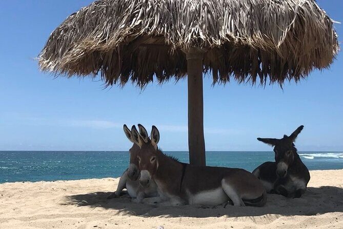 Private Surf Lesson in Baja, East Cape - An In-Depth Look at the Baja Private Surf Lesson Experience