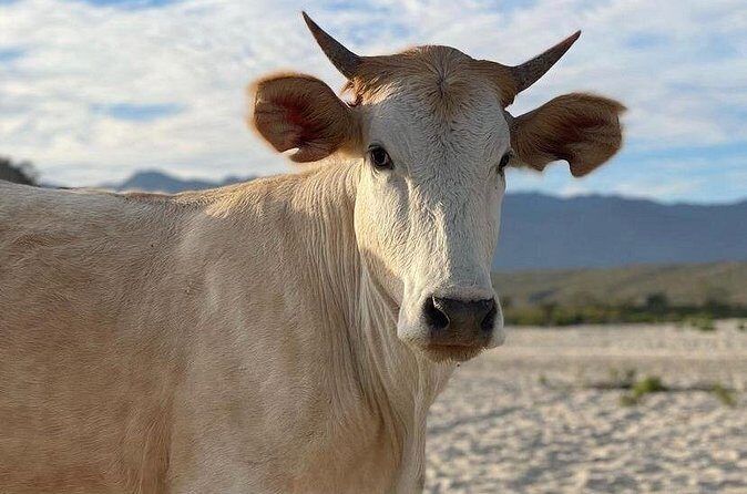 Private Surf Lesson in Baja, East Cape - FAQs