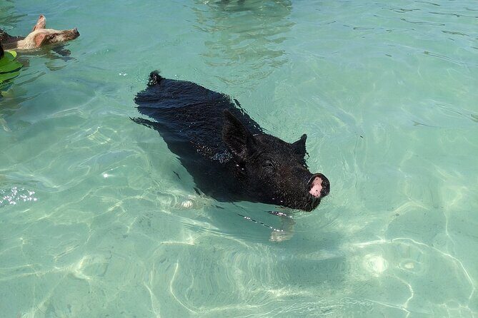 Private Swim With Pigs and Snorkeling in Paradise Tour - What This Tour Offers at a Glance