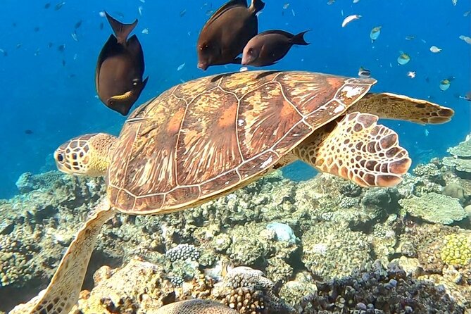Private Swimming and Snorkeling Tour With Sea Turtles in Amami - The Sum Up