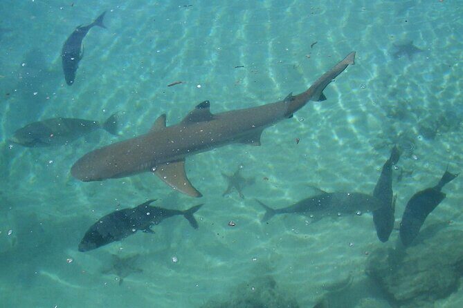 Private Swimming with Turtles/Sharks at Blue Lagoon and Waterfall - An In-Depth Look at the Tour
