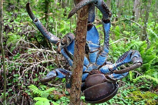 Private Swimming with Turtles/Sharks at Blue Lagoon and Waterfall - Who Will Love This Experience?