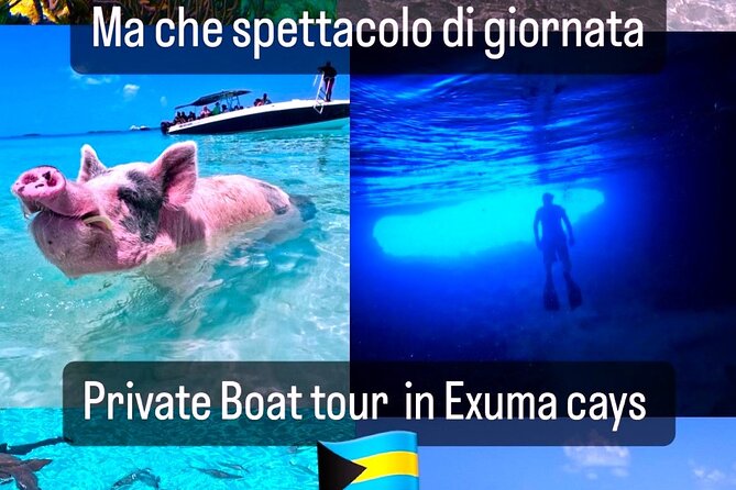 Private Swimming With Wild Pigs in Exuma - a Taste of Paradise! - Event Details