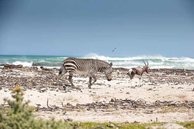 Private Table Mountain Penguins & Cape Point Tour From Cape Town - Tour Highlights and Itinerary