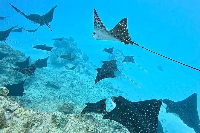 Private Tahiti Lagoon Snorkeling and Lunch Boat Tour - The Sum Up