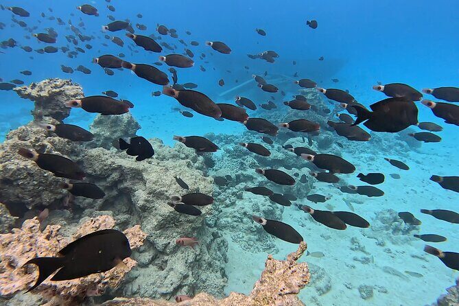 Private Tahiti Lagoon Snorkeling and Lunch Boat Tour - FAQ