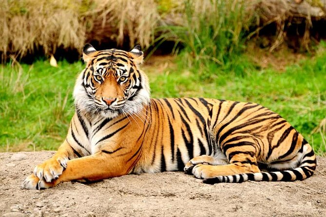Private Taj Mahal & Ranthambore Wildlife Safari Tour From Delhi - Safari Experience