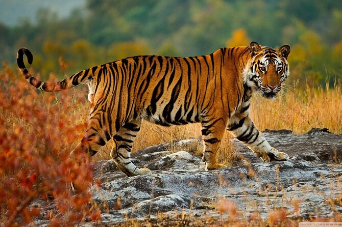 Private Taj Mahal & Ranthambore Wildlife Safari Tour From Delhi - Customer Reviews