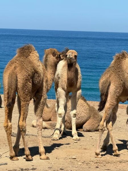 Private Tangier Tour From Ferry Cruise Ship Including Lunch. - Frequently Asked Questions