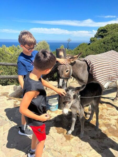 Private Tangier Tour From Marbella Including Camel & Lunch - The Sum Up
