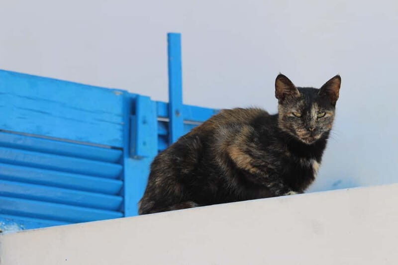 Private: Taste of Mykonos: Panoramic Views & Local Delights - Mykonos Brewing Company: Cheers to Local Craftsmanship