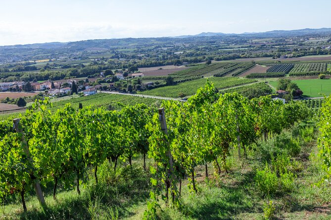 Private Tastings at the Colombina Agricultural Company - Cancellation Policy Overview