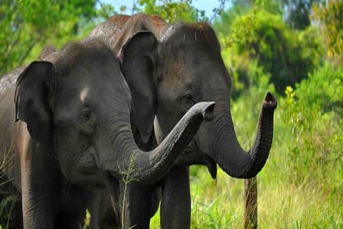 Private Taxi From Sri Lanka Airport (Bia-Cmb) to Udawalawe Hotels - Additional Information