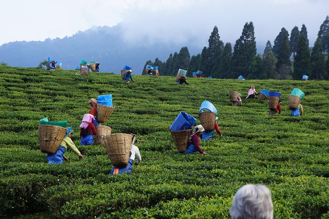 Private Tea Plucking and Tea Factory Tour From Nuwara Eliya - Good To Know