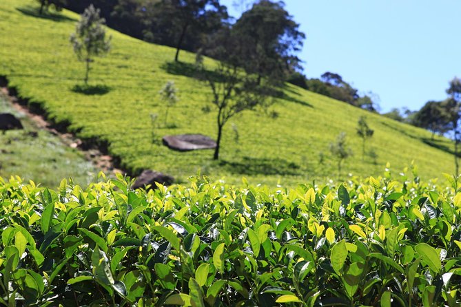 Private Tea Plucking and Tea Factory Tour From Nuwara Eliya - Inclusions and What to Expect
