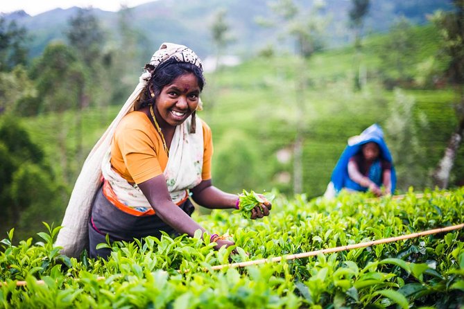 Private Tea Plucking and Tea Factory Tour From Nuwara Eliya - Child Policy and Accessibility