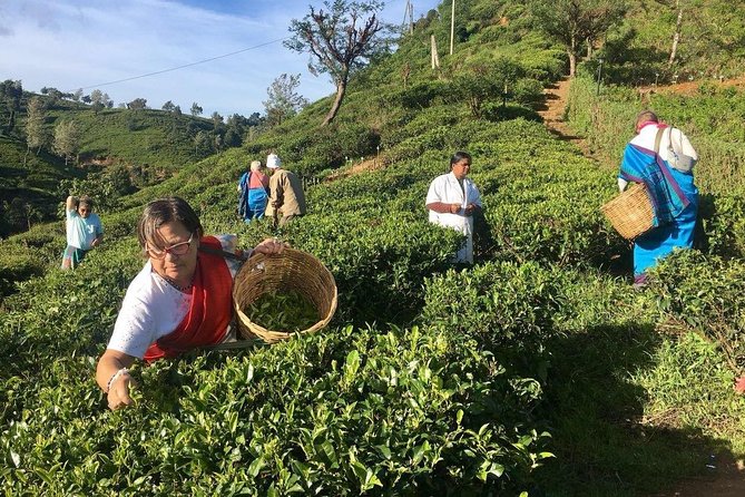 Private Tea Plucking and Tea Factory Tour From Nuwara Eliya - Cancellation Policy