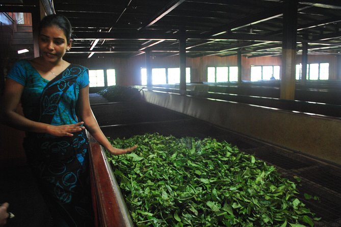 Private Tea Plucking and Tea Factory Tour From Nuwara Eliya - Reviews and Ratings