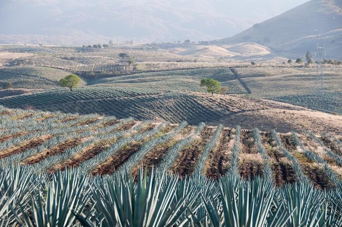 Private Tequila Tour From Guadalajara - Good To Know