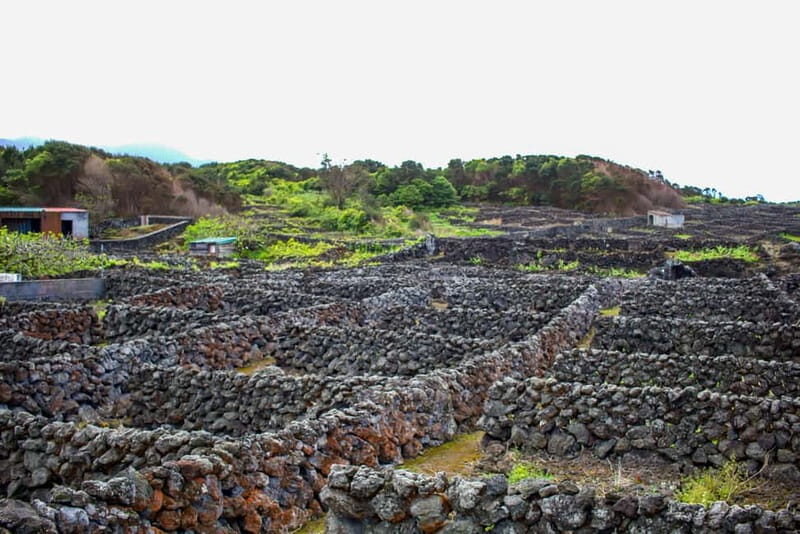 Private Terceira Island Caves: Lava Route - entrances & wine - Why This Tour Offers Great Value