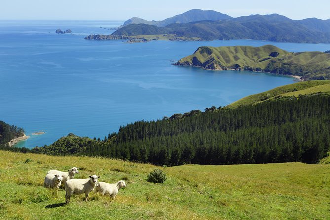 Private The Coromandel Tour - Auckland Tour House - Meeting and Pickup
