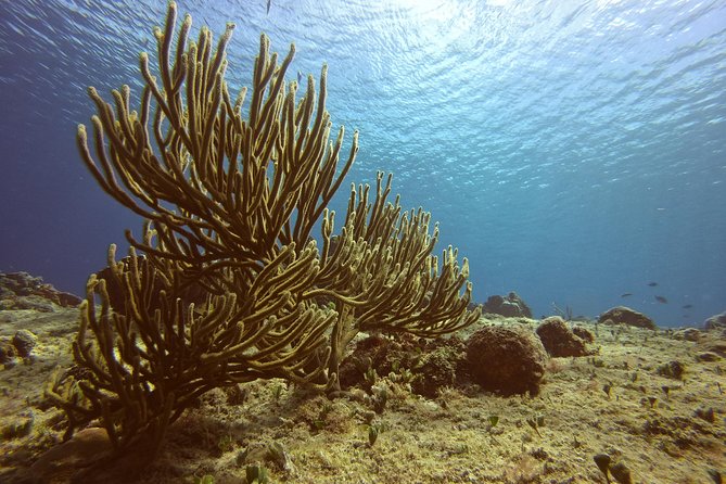 Private Three-Hour Introductory Scuba Diving Lesson  - Cozumel - Expectations and Requirements