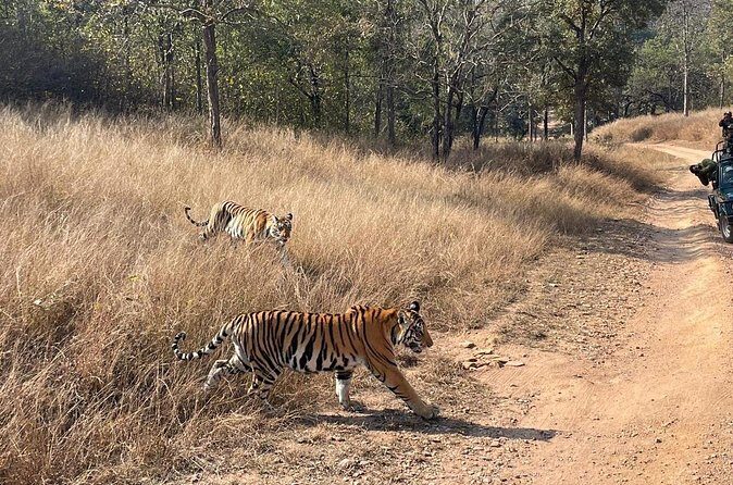 Private tiger watching in Panna National Park of Khajuraho - Who Should Consider This Tour?