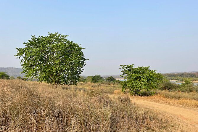 Private tiger watching in Panna National Park of Khajuraho - What to Expect on the Safari