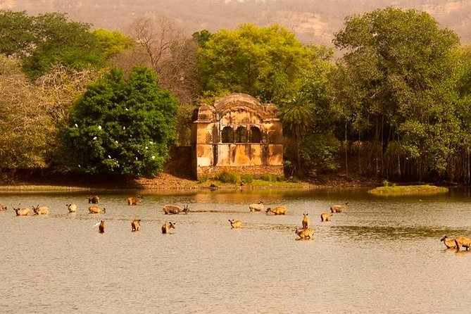 Private Tour: 2-Day Ranthambore National Park From Jaipur - Inclusions