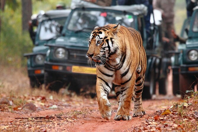 Private Tour: 2-Day Ranthambore National Park From Jaipur - Logistics