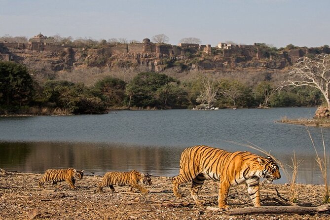 Private Tour: 2-Day Ranthambore National Park From Jaipur - Feedback and Improvements
