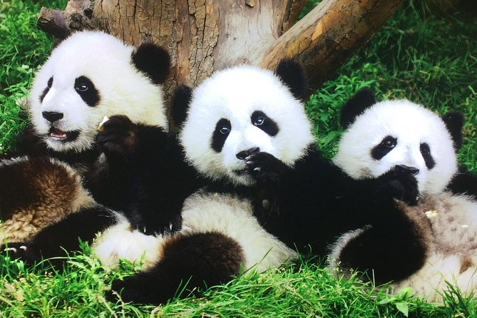 Private Tour: 2-Day Xian and Chengdu With Hotel Accommodation - Tour Highlights