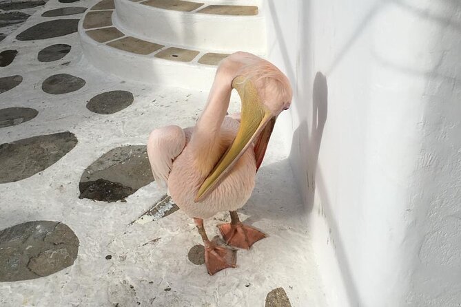 Private Tour: 4 Hours Mykonos Island Tour - Like a Local - Frequently Asked Questions
