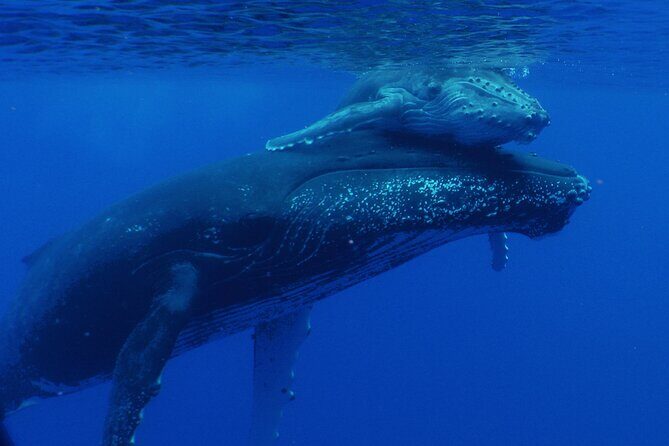 Private Tour 4h Whale watching quiet area peninsula Tahiti - Good To Know
