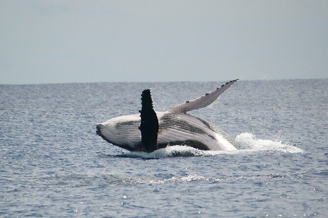 Private Tour 4h Whale watching quiet area peninsula Tahiti - An In-Depth Look at the Tahiti Whale Watching Private Tour