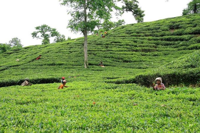 Private Tour: 5 Days - Bangladesh Nature & Culture Tour - North-Eastern Part - Transportation and Logistics