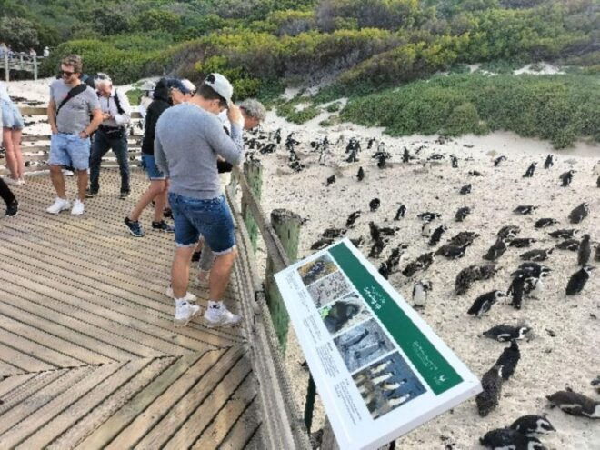 Private Tour: 7 Unforgettable Days in Vibrant Cape Town - Day 3: Big 5 Safari Adventure