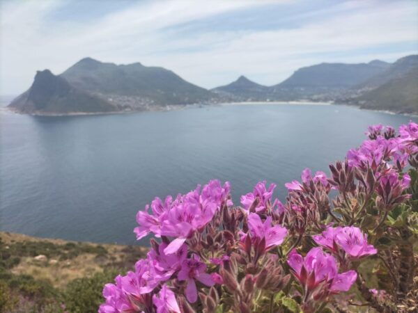 Private Tour: 7 Unforgettable Days in Vibrant Cape Town - Day 4: Table Mountain and Robben Island
