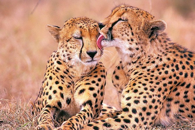 Private Tour: a Full Day Aquila Safari the Big 5 Game Drive - Reviews and Ratings