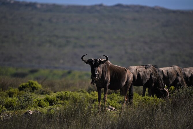 Private Tour : Africa Wild Safari West Coast Cape Town - Itinerary Overview