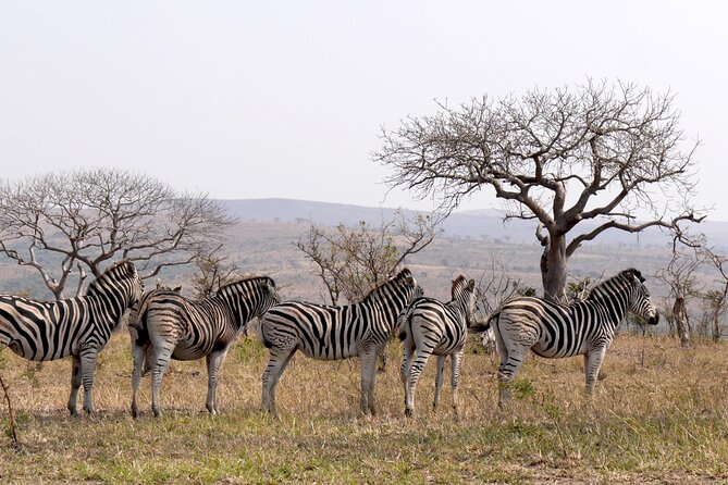 Private Tour : Africas Big 5 Aquila Safari & Wine - Tour Highlights