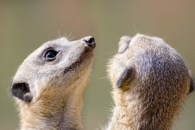 Private Tour : Africas Big 5 Aquila Safari & Wine - Safari Experience