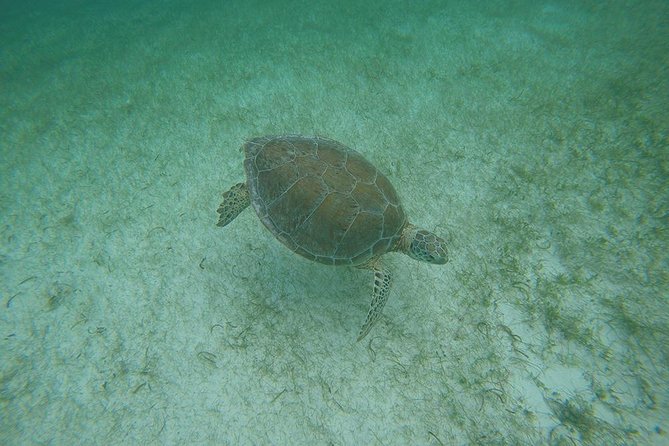 Private Tour: Akumal Marine Turtle Snorkeling and Cenote Adventure - Additional Information and Pickup Details From Cozumel Travelers