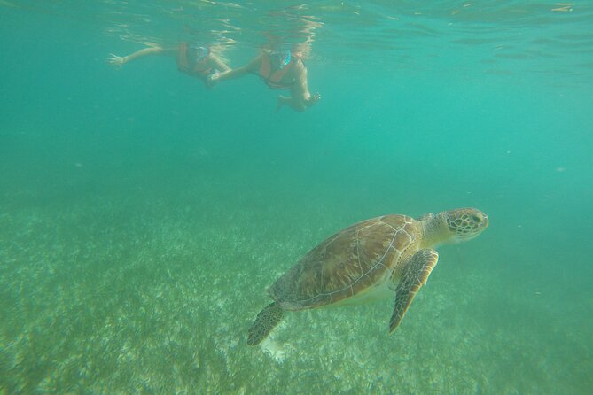 Private Tour: Akumal Marine Turtle Snorkeling From Cozumel - Tour Details