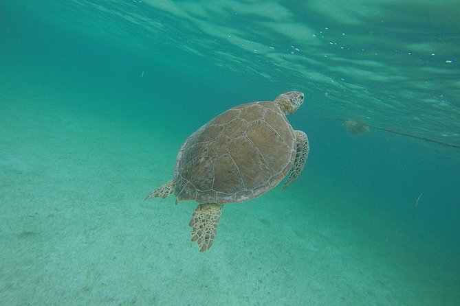 Private Tour: Akumal Marine Turtle Snorkeling From Cozumel - Tour Overview