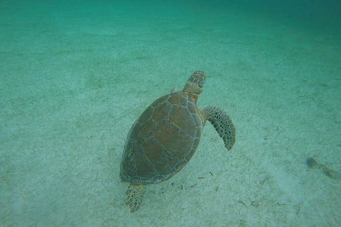 Private Tour: Akumal Marine Turtle Snorkeling From Cozumel - Additional Information