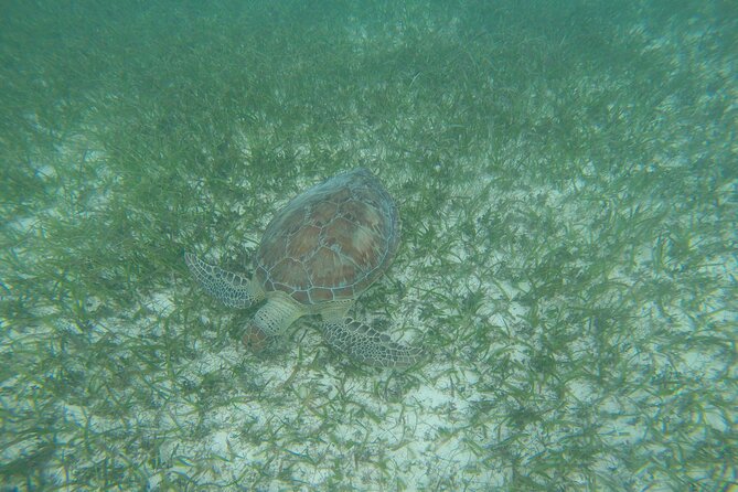 Private Tour: Akumal Marine Turtle Snorkeling From Cozumel - How to Get There