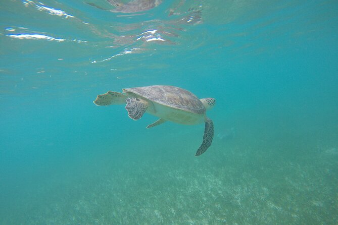 Private Tour: Akumal Marine Turtle Snorkeling From Cozumel - Common Questions